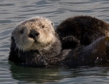 loutre de mer Sea_otter_cropped
